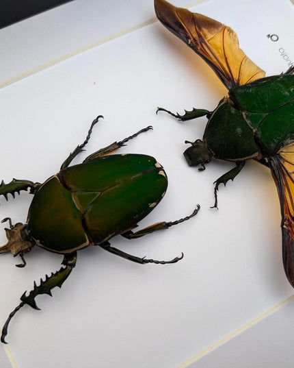 Framed giant emerald beetle pair: mecynorrhina torquata immaculicollis