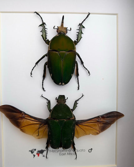 Framed giant emerald beetle pair: mecynorrhina torquata immaculicollis