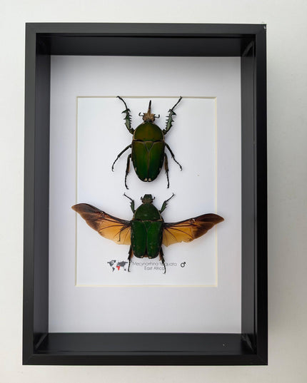 Framed giant emerald beetle pair: mecynorrhina torquata immaculicollis