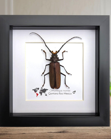 Framed monne's beetle taxidermy: ethically sourced entomology wall art (6"x6")