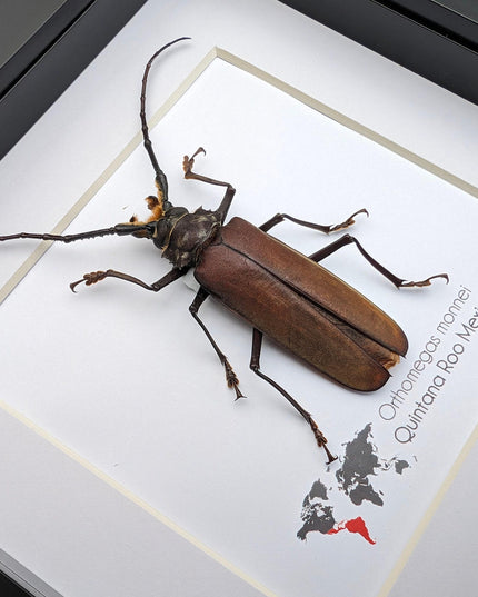 Framed monne's beetle taxidermy: ethically sourced entomology wall art (6"x6")