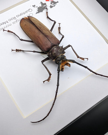 Framed monne's beetle taxidermy: ethically sourced entomology wall art (6"x6")