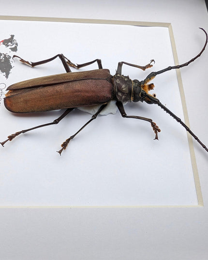 Framed monne's beetle taxidermy: ethically sourced entomology wall art (6"x6")