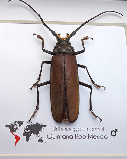 Framed monne's beetle taxidermy: ethically sourced entomology wall art (6"x6")