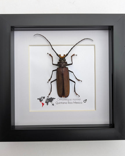 Framed monne's beetle taxidermy: ethically sourced entomology wall art (6"x6")