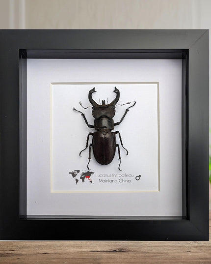 Framed Lucanus Fryi Stag Beetle Taxidermy, Ethically Sourced Entomology Gift