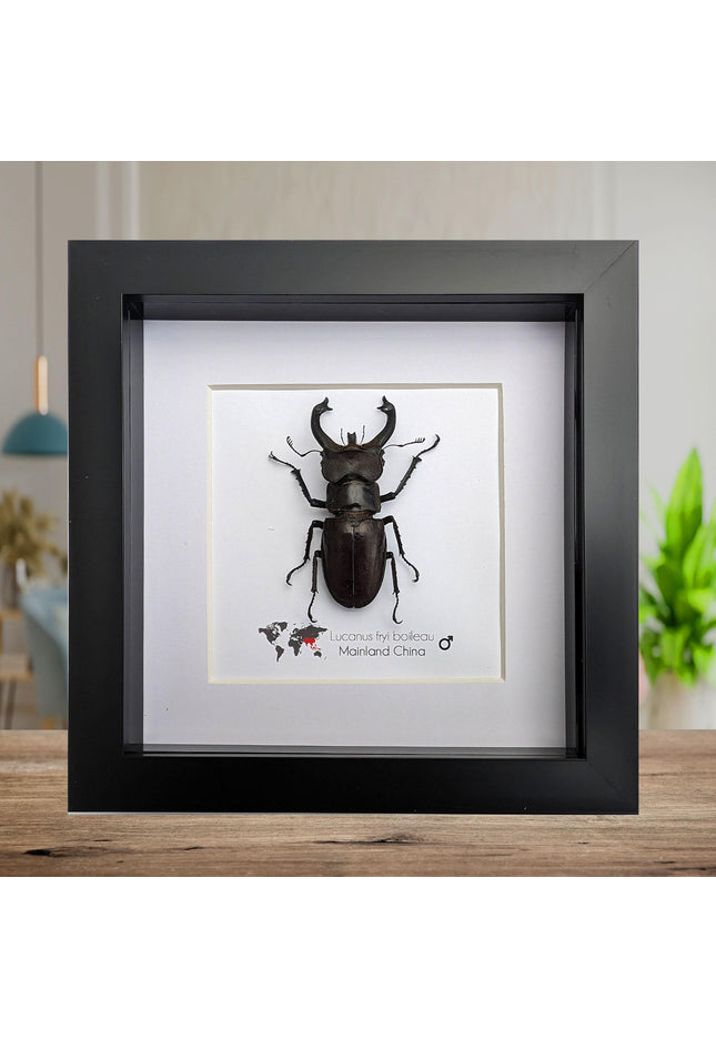 Framed Lucanus Fryi Stag Beetle Taxidermy, Ethically Sourced Entomology Gift