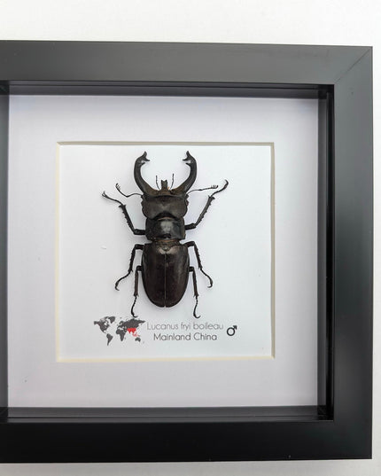 Framed Lucanus Fryi Stag Beetle Taxidermy, Ethically Sourced Entomology Gift