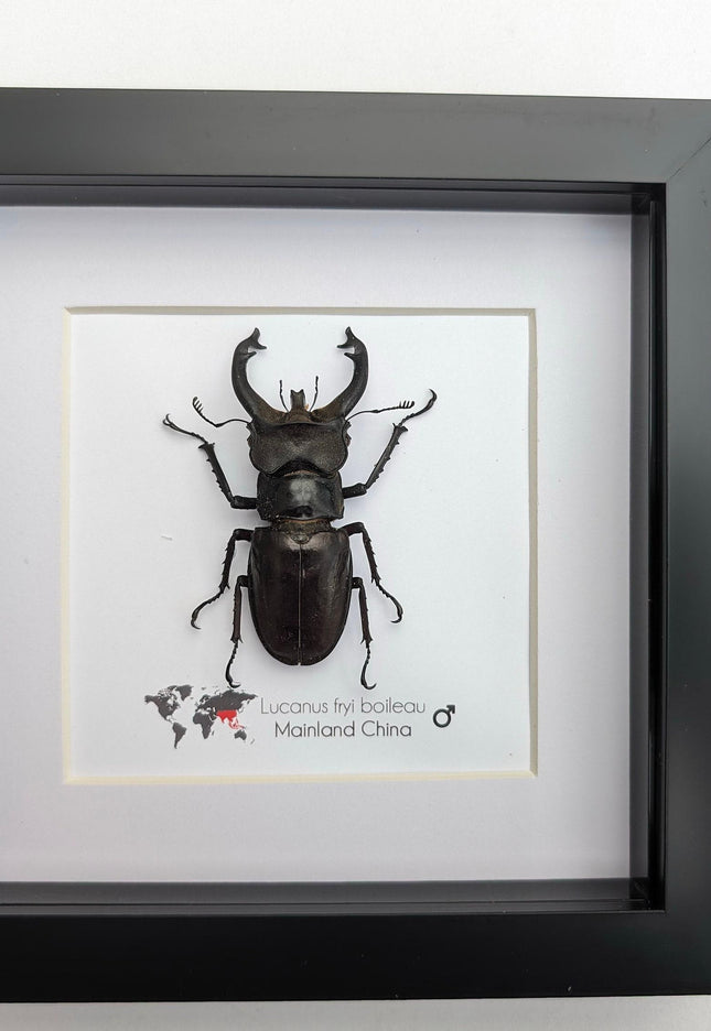 Framed Lucanus Fryi Stag Beetle Taxidermy, Ethically Sourced Entomology Gift