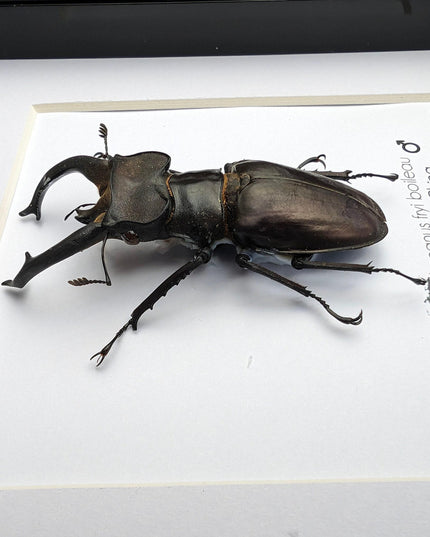 Framed Lucanus Fryi Stag Beetle Taxidermy, Ethically Sourced Entomology Gift