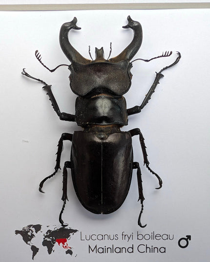 Framed Lucanus Fryi Stag Beetle Taxidermy, Ethically Sourced Entomology Gift