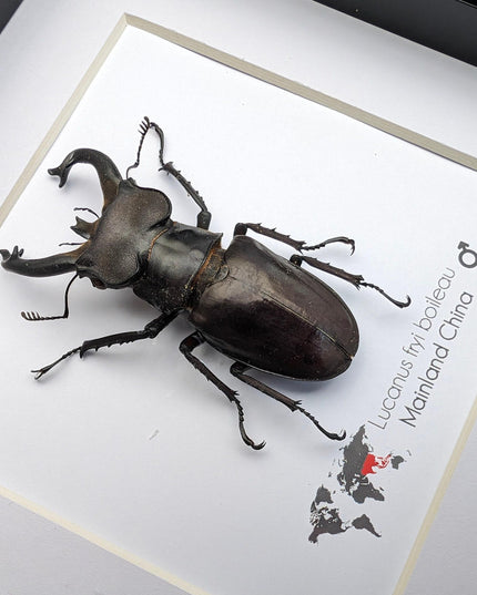 Framed Lucanus Fryi Stag Beetle Taxidermy, Ethically Sourced Entomology Gift