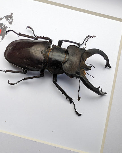 Framed Lucanus Fryi Stag Beetle Taxidermy, Ethically Sourced Entomology Gift