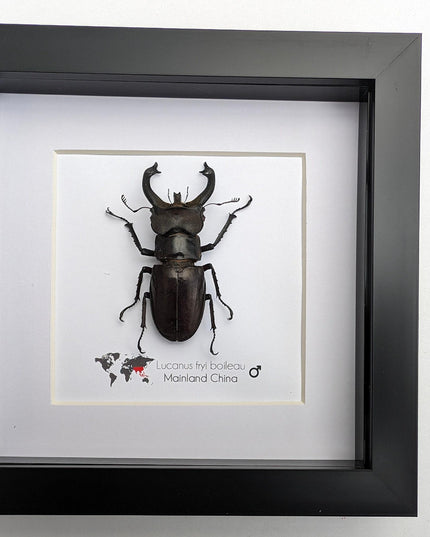 Framed Lucanus Fryi Stag Beetle Taxidermy, Ethically Sourced Entomology Gift