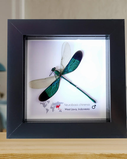 Framed metallic teal damselfly: neurobasis chinensis, indonesia (4x4)