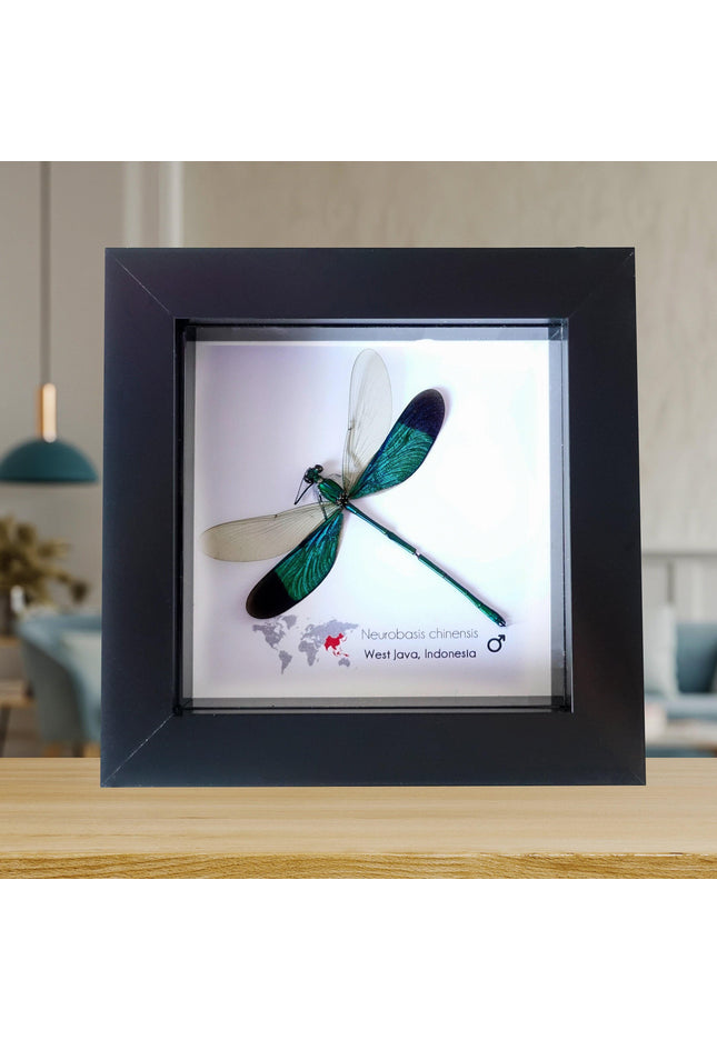 Framed metallic teal damselfly: neurobasis chinensis, indonesia (4x4)