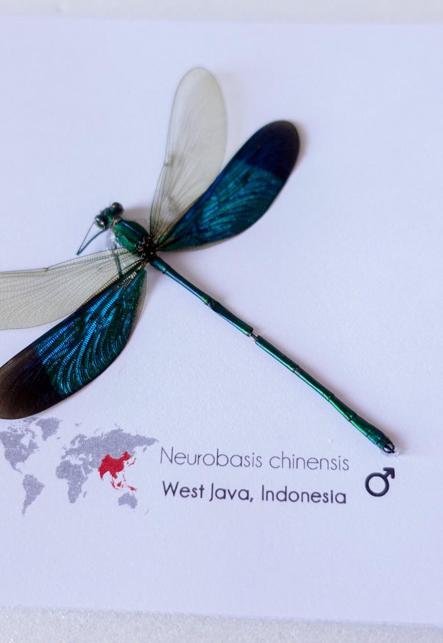 Framed metallic teal damselfly: neurobasis chinensis, indonesia (4x4)