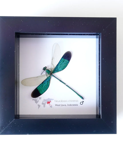 Framed metallic teal damselfly: neurobasis chinensis, indonesia (4x4)
