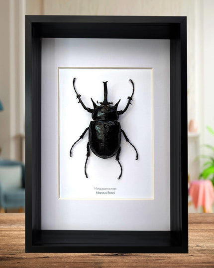 Framed megasoma mars beetle specimen: ethically sourced entomology art (a4)