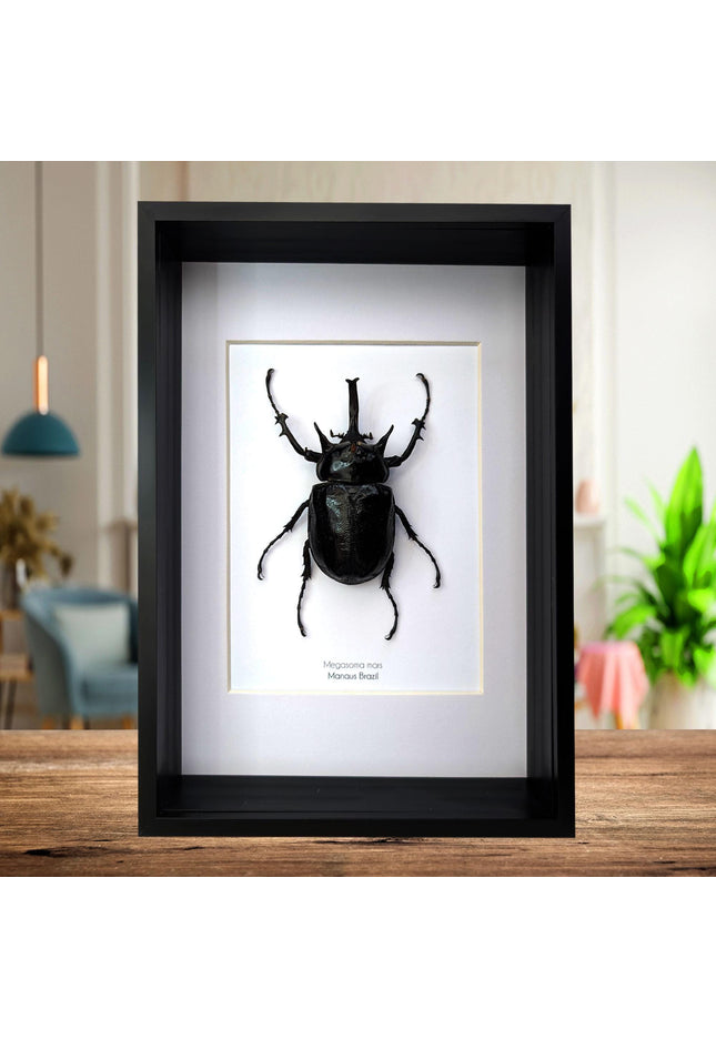 Framed megasoma mars beetle specimen: ethically sourced entomology art (a4)
