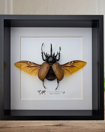 Framed Five-Horned Rhinoceros Beetle Taxidermy, Entomology Wall Art (8x8)