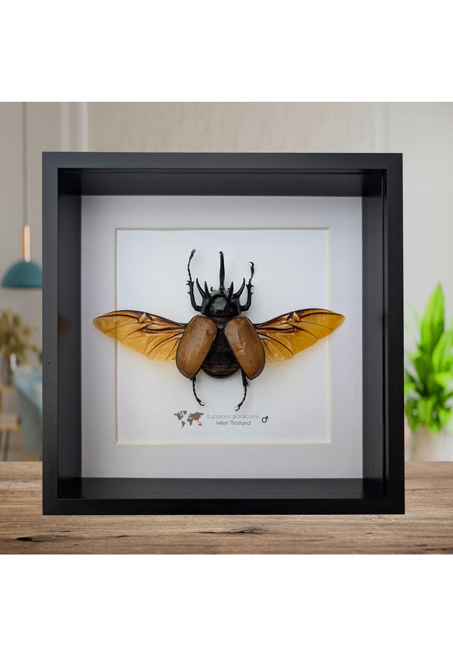 Framed Five-Horned Rhinoceros Beetle Taxidermy, Entomology Wall Art (8x8)