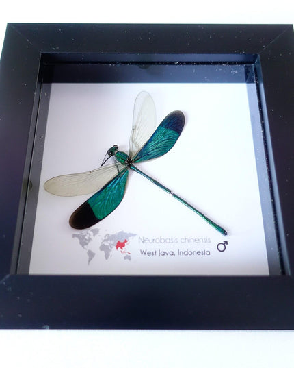 Framed metallic teal damselfly: neurobasis chinensis, indonesia (4x4)