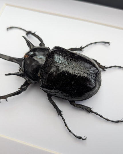 Framed megasoma mars beetle specimen: ethically sourced entomology art (a4)