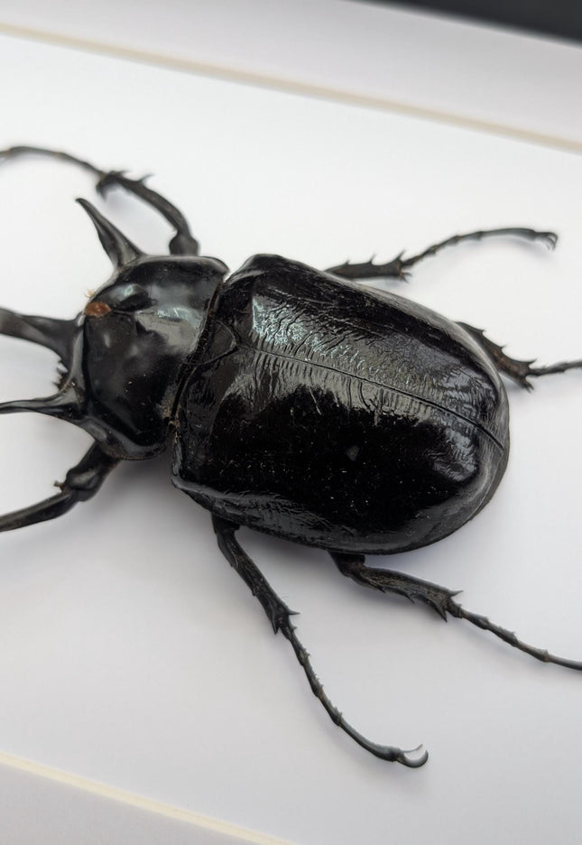 Framed megasoma mars beetle specimen: ethically sourced entomology art (a4)