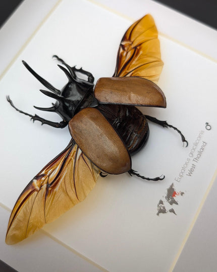 Framed Five-Horned Rhinoceros Beetle Taxidermy, Entomology Wall Art (8x8)