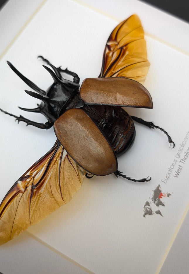 Framed Five-Horned Rhinoceros Beetle Taxidermy, Entomology Wall Art (8x8)