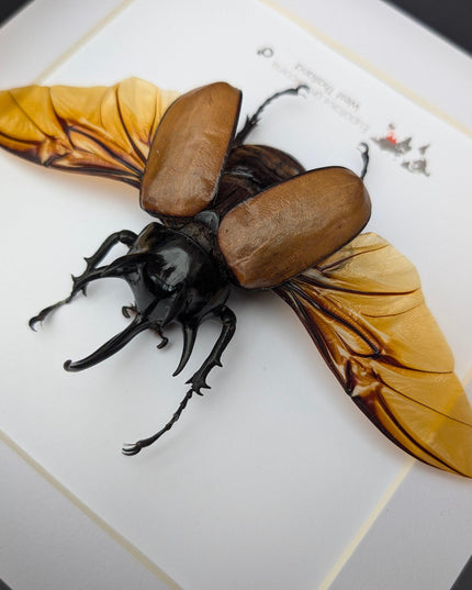 Framed Five-Horned Rhinoceros Beetle Taxidermy, Entomology Wall Art (8x8)