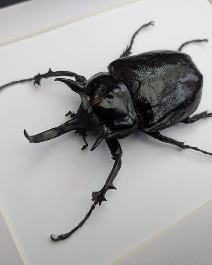 Framed megasoma mars beetle specimen: ethically sourced entomology art (a4)