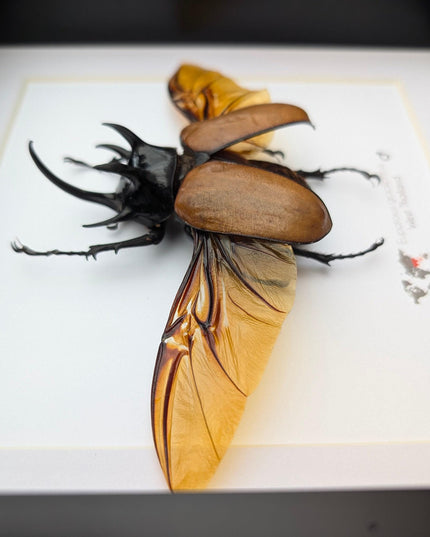 Framed Five-Horned Rhinoceros Beetle Taxidermy, Entomology Wall Art (8x8)