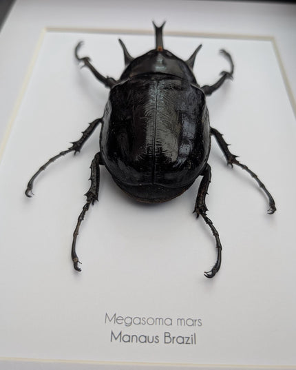 Framed megasoma mars beetle specimen: ethically sourced entomology art (a4)