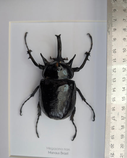 Framed megasoma mars beetle specimen: ethically sourced entomology art (a4)