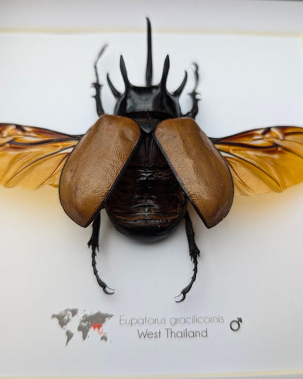 Framed Five-Horned Rhinoceros Beetle Taxidermy, Entomology Wall Art (8x8)