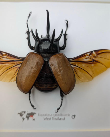 Framed Five-Horned Rhinoceros Beetle Taxidermy, Entomology Wall Art (8x8)