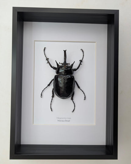 Framed megasoma mars beetle specimen: ethically sourced entomology art (a4)