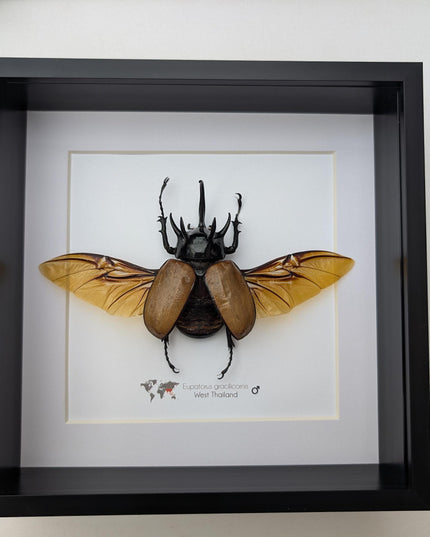 Framed Five-Horned Rhinoceros Beetle Taxidermy, Entomology Wall Art (8x8)