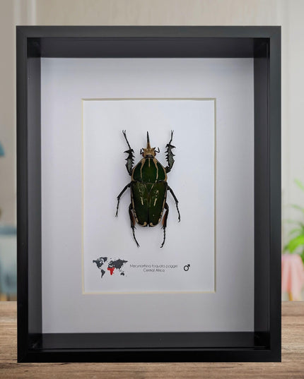 Framed giant emerald beetle taxidermy: ethically sourced entomology art