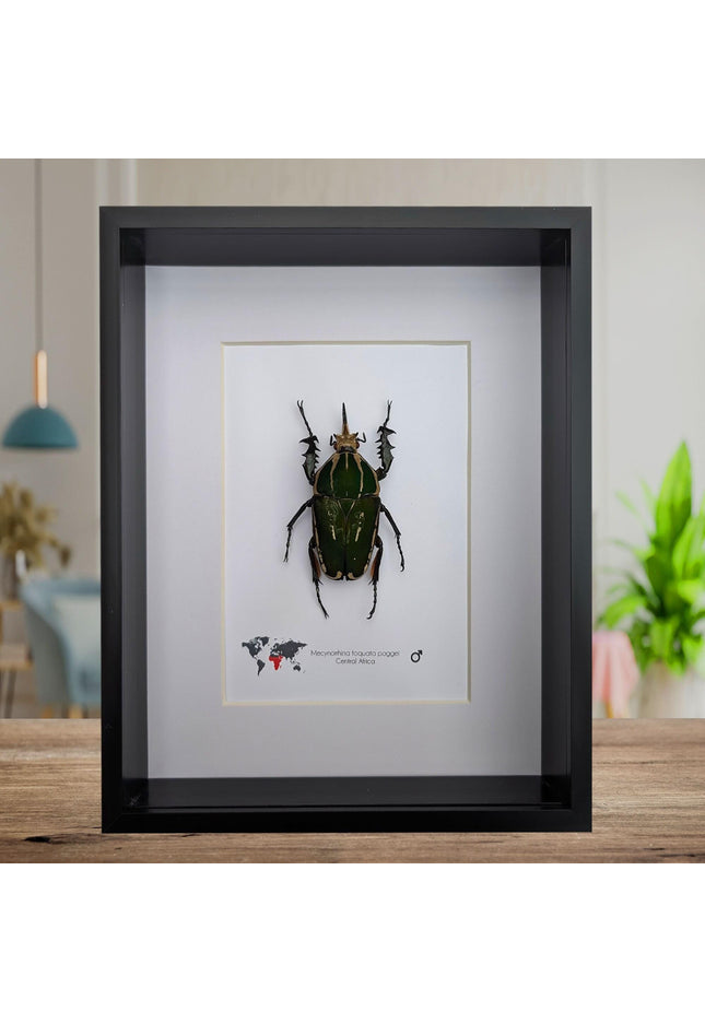 Framed giant emerald beetle taxidermy: ethically sourced entomology art