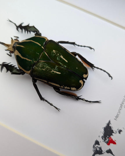 Framed giant emerald beetle taxidermy: ethically sourced entomology art