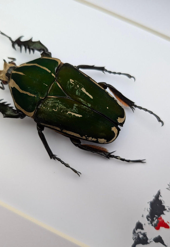 Framed giant emerald beetle taxidermy: ethically sourced entomology art