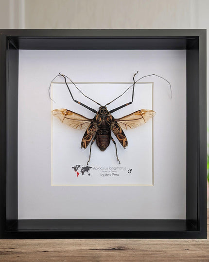 Framed Harlequin Beetle Taxidermy, Spread Wing Acrocinus Longimanus, Peru (8" x 8")