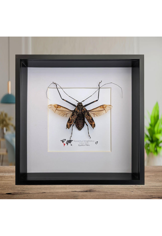 Framed Harlequin Beetle Taxidermy, Spread Wing Acrocinus Longimanus, Peru (8" x 8")
