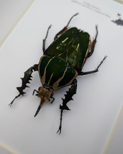 Framed giant emerald beetle taxidermy: ethically sourced entomology art