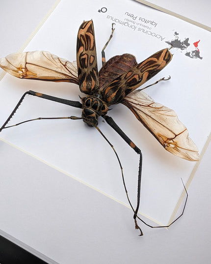 Framed Harlequin Beetle Taxidermy, Spread Wing Acrocinus Longimanus, Peru (8" x 8")