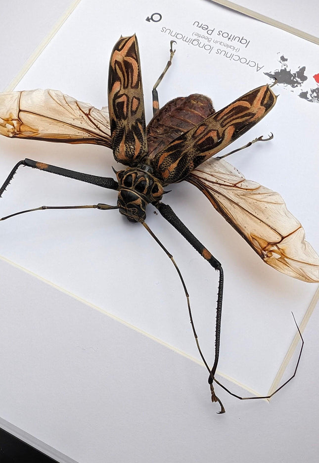 Framed Harlequin Beetle Taxidermy, Spread Wing Acrocinus Longimanus, Peru (8" x 8")