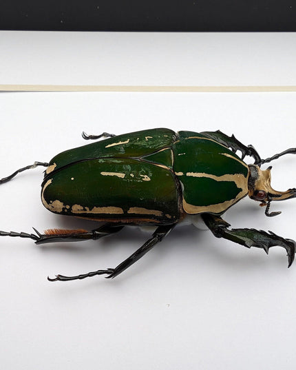 Framed giant emerald beetle taxidermy: ethically sourced entomology art